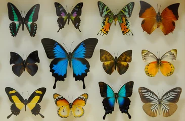 Fototapete Schmetterling colorful and unusual butterfly varieties