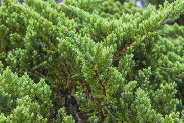 Juniperus procumbens In the garden