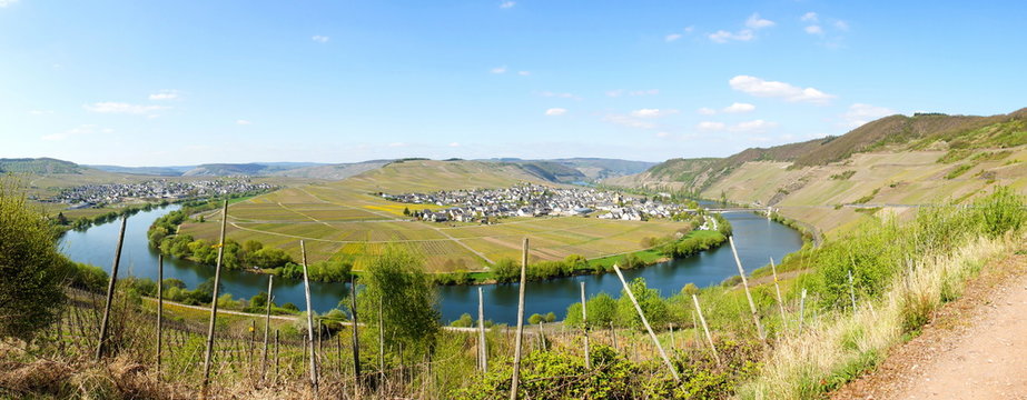 Moseltal mit Leiwen und Trittenheim Panorama im Fr&uuml;hling
