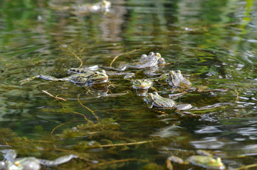 grenouille