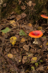 Roter Fliegenpilz