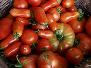 Organic tomato/Jura,France