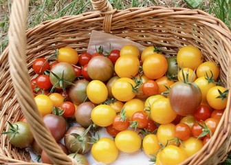 Organic tomato/Jura,France