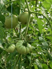 Organic tomato/Jura,France
