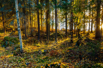 Fototapeta premium Autumn in Finland, lake and forest, sunset, nature photography. Travel.