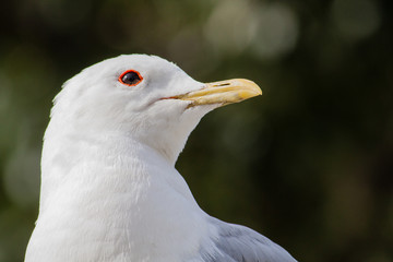 seagull closeup