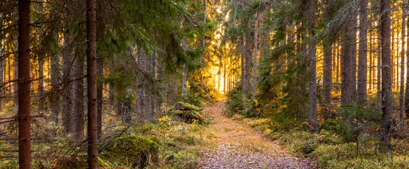 Fotobehang Autumn in Finland, lake and forest, sunset, nature photography. Travel. © jarvna