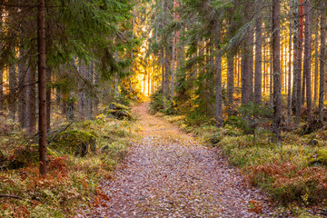 Autumn in Finland, lake and forest, sunset, nature photography. Travel.