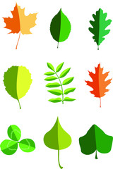 Various leaves from different tree species. Vector illustration