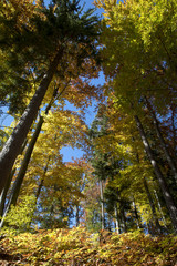 autumn in styrian forest, austria