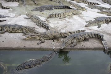 Many crocodiles hunter, Feral and dangerous