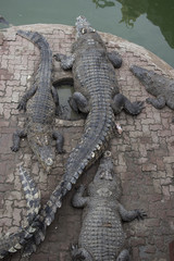 Many crocodiles hunter, Feral and dangerous