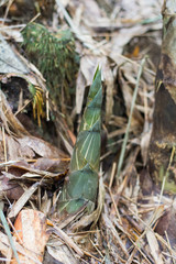 The bamboo shoot which grows in the forest