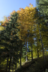 Obraz premium autumn in styrian forest, austria