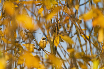 little bird among the yellow autumn leaves