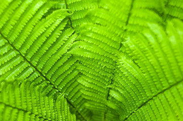 Fresh green fern leaves on blur background in the garden. Texture of fresh fern leaves.