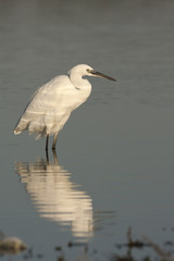 Egretta reflection