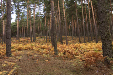 Pine fern forest