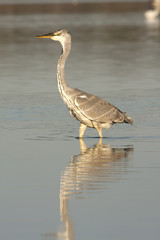 grey heron