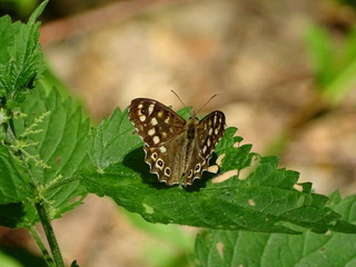 Schmetterling