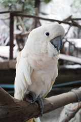 Beautiful white parrot is sticking on branch