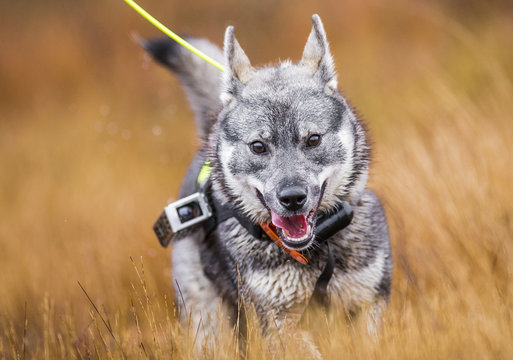 Swedish Moosehound - hunting season