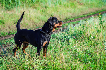 portrait of a dog of breed a rottweiler on walking