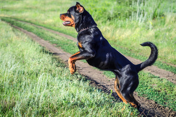 angry dog Rottweiler