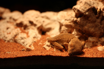 Desert chameleon are sleeping comfortably