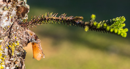 Resina de pinheiro.