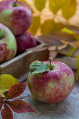 Fresh apples in autumn. Apples with pollen on the skin.