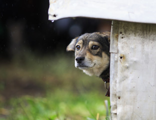 sad puppy stuck out his nose and peeking out of his booth in rainy weather