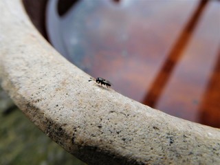 The small fly and a shallow pool who show us sky and sun