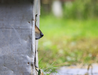 cute sad puppy funny stuck out his nose and peeking out of his booth in rainy weat