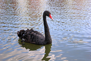 Black Swan on a pond