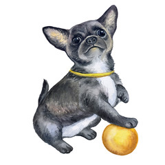 Chihuahua puppy with a ball isolated on white background. A realistic funny dog. Watercolor. Illustration. Picture.