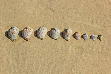 Fototapeta na wymiar Seashells on the sand laid out in a row