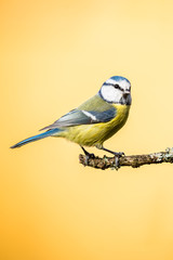 Colorful male blue-tit perched on dry twig