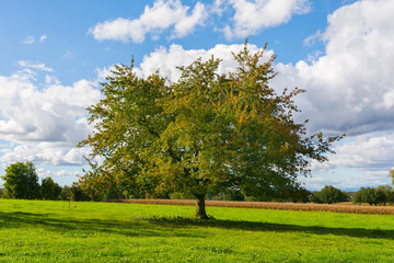 Fototapeta na wymiar Der Baum auf dem Feld