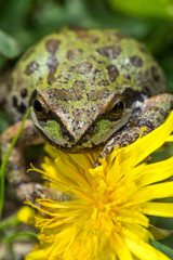 Green spotty frog on yellow dandelion