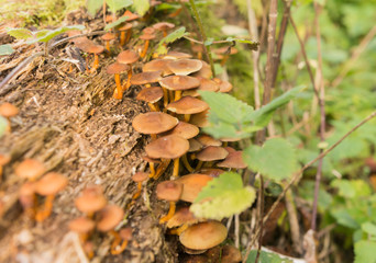Waldpilze im Herbst