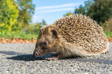 Igel portrait