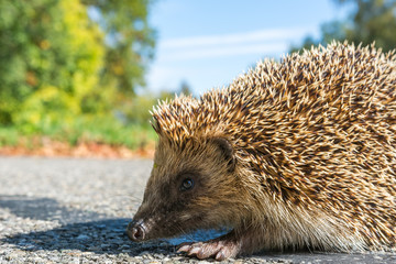 Igel Nahaufnahme 