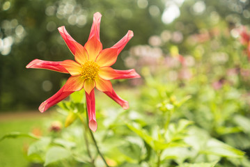 Dahlia honka surprise abierta