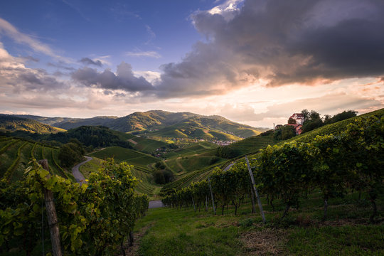 Sonnenuntergang in den Weinreben, Schloss Staufenberg in Durbach