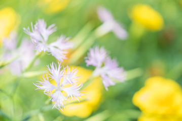 ナデシコの花