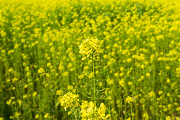 gelbes Rapsfeld 