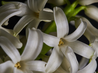 Białe hiacynty wyizolowane z czarnego tła. Zdjęcie z bardzo bliska, makro. © Rajtar photography