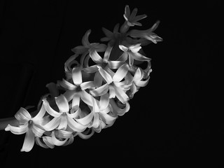 Białe hiacynty wyizolowane z czarnego tła. Zdjęcie z bardzo bliska, makro. © Rajtar photography