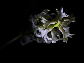 Białe hiacynty wyizolowane z czarnego tła. Zdjęcie z bardzo bliska, makro. © Rajtar photography